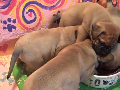 bullmastiff