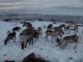 Reindeers herding