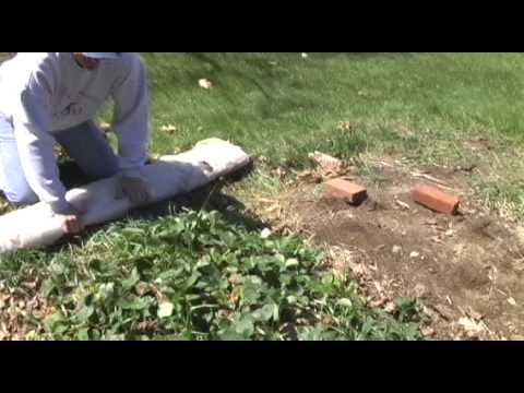 how to grow strawberries in nj
