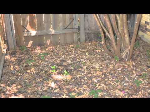 how to dye zoysia grass