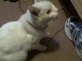 My Cat, Moon eats Flamin\ My Cat, Moon eats Flamin\