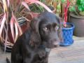 labradoodle Vince - 3-4 months old