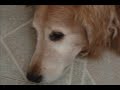 My dogs Cody And Spenser- In A SLIDESHOW!