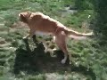 Buddy playing