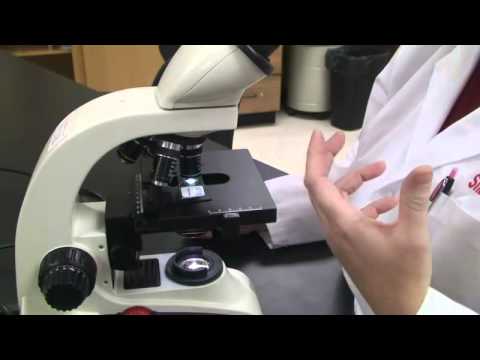 how to use the microscope
