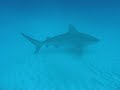 buceo con tiburones phantom divers mexico buceo con tiburones phantom divers mexico