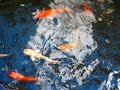 Fish Pond ni Jog - Episode 5 Fish Pond ni Jog - Episode 5