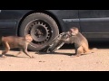 Longleat monkeys go ape over a new car