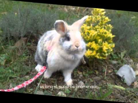 Chichi's video (Rodents - Lapin) - Comme prévu, la petite vidéo pour Noisette ♥ Yummypets : social network for rodents