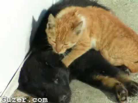 حصان ينيك بنت