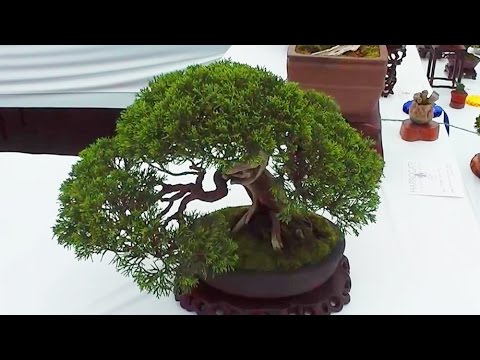 how to bonsai a tree