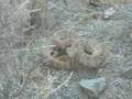 Snakes-Gone-Wild