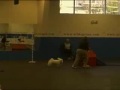 Mulligan The Flying Bichon Gets His USDAA AD Title