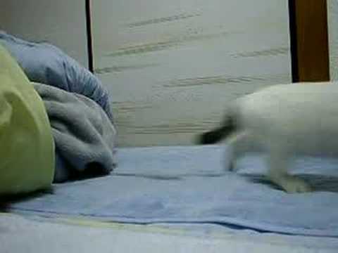 Cats burst out of 12 timesYoutube(ユーチューブ・ゆーちゅーぶ)・Dailymotion動画