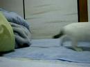 Cats burst out of 12 times Cats burst out of 12 times