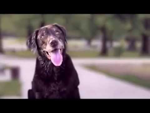 ...God Made A Dog.