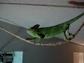Veiled Chameleon Walking a Tightrope