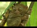 DISCOVERING THE TARSIER