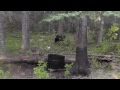 Amazing Black Bear Hunting Video.