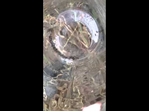 how to collect rudbeckia seeds