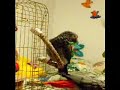 Olive the Timneh Quacks Like a Duck