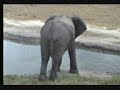 NK 15th Marh Elephant