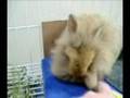 videos de Dora Lion