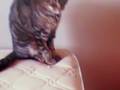 Nathalie1636 / Chat à adopter / cat waiting for adoption