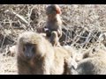 MONKEYS & APES (Baboons/Chimps/Vervets)
