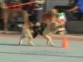 Centro Studi del Cane Italia