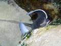 videos de San Francisco Aquarium by the Bay