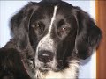 our dogs Emily and Anna