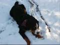 our-dogs-Emily-and-A