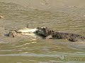 Buaya Bodo