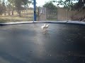 My little flying chickens