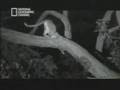 Leoparda y babuino