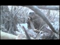 The Beavers