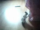 my wittle kitten :D