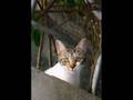 猫　ねこ　ネコ　CAT　CATS　ネコ展