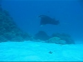 Maldives Manta Feeding Station