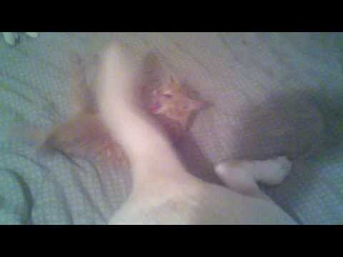 Kitten vs. Tail