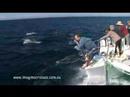 Dolphin & Whale Watching Port Stephens NSW Australia - Imagine Cruises