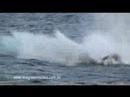 Dolphin & Whale Watching Port Stephens NSW Australia - Imagine Cruises