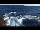 Dolphin & Whale Watching Port Stephens NSW Australia - Imagine Cruises