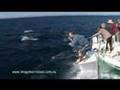 Dolphin & Whale Watching Port Stephens NSW Australia - Imagine Cruises