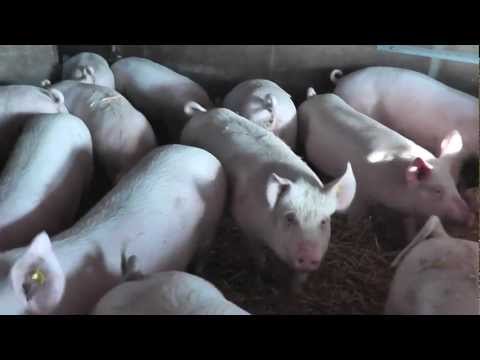 Schweine - Christian Müller zeigt den Schweinestall der angepasst wurde an die Biorichtlinien.