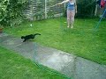 Ozzy water chase