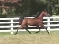 TrainMyHorse: ROL Cyenter Fold