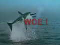 POLITICAL SATIRE -    \"A KILLER WHALE JUST HIT A SHARK!!!\"