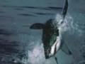 A-KILLER-WHALE-JUST-